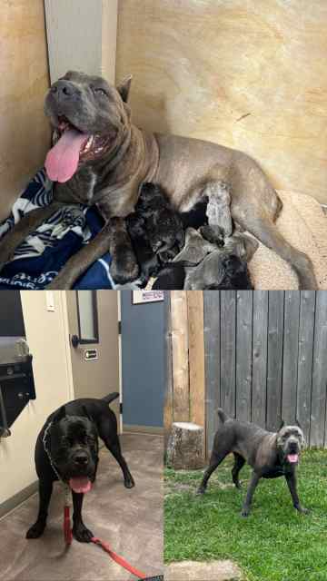 Cane Corso puppies AKC