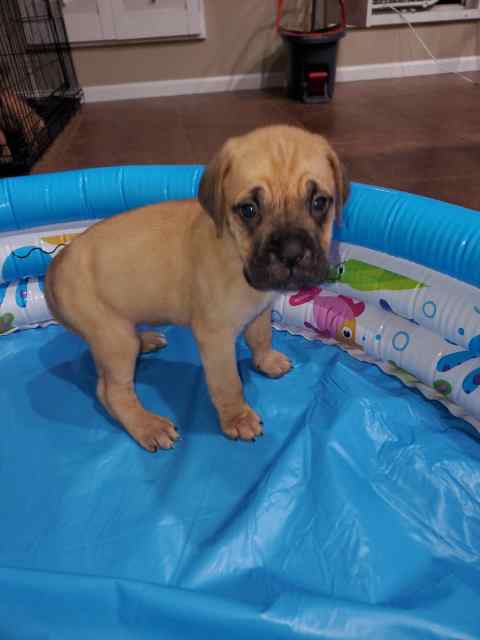 Muscle mastiff pups 